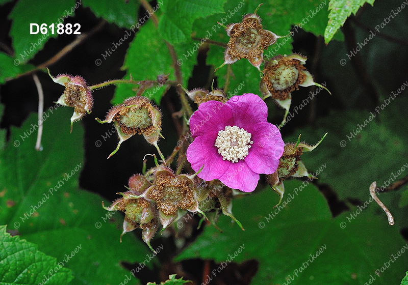 Purple-flowering Raspberry (Rubus odoratus)